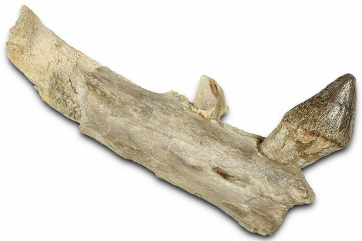 Primitive Whale (Pappocetus) Jaw Section w/ Incisor - Morocco #331096